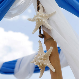 starfish canopy